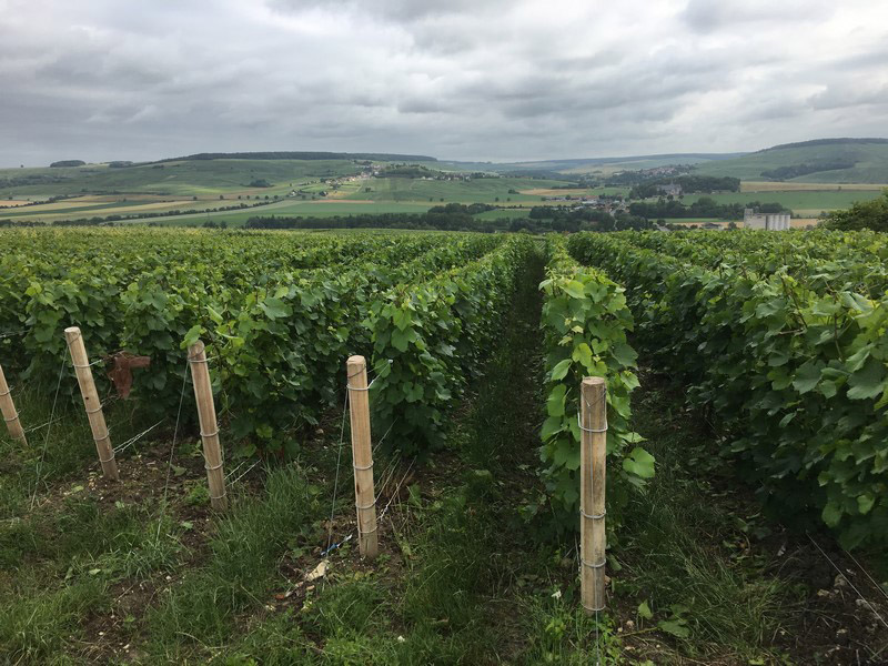 Prestataire pour un arrachage vigne